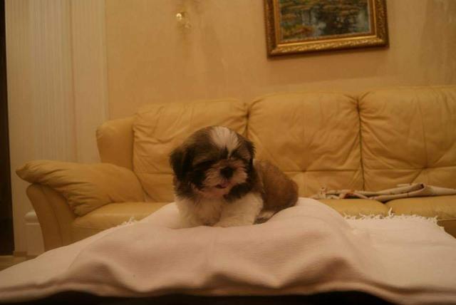Filhote de shih tzu Canil PS - Foto 6