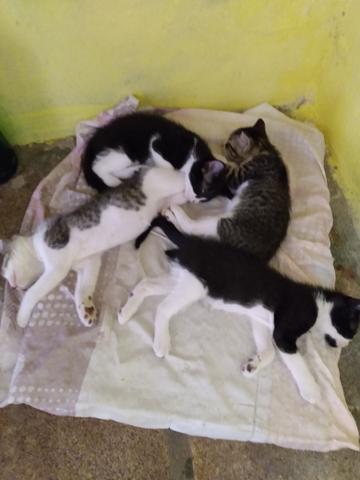 Doa se filhotes de gatinhos