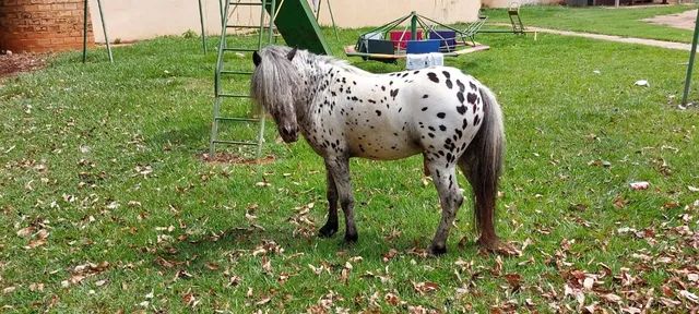 Vendo mini ponei