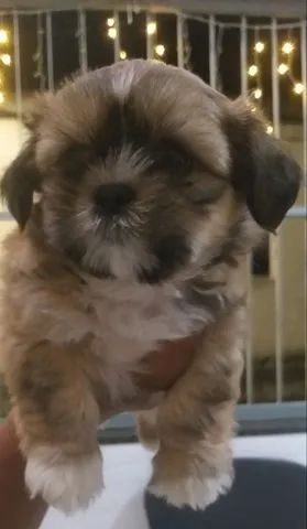 Vendo Lhasa Apso - Foto 2