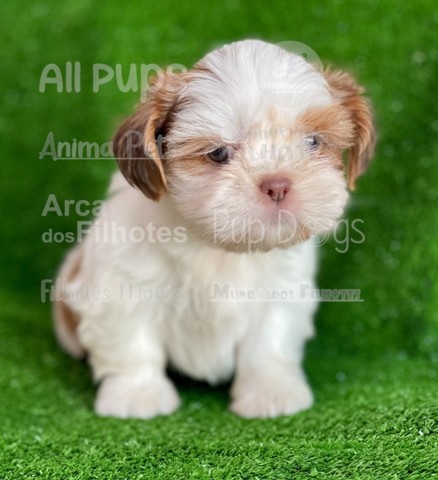 Shih Tzu, filhotes com super garantias!