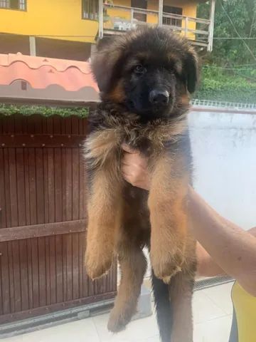 Pastor Alemão - Pais com Pedigree Rosa