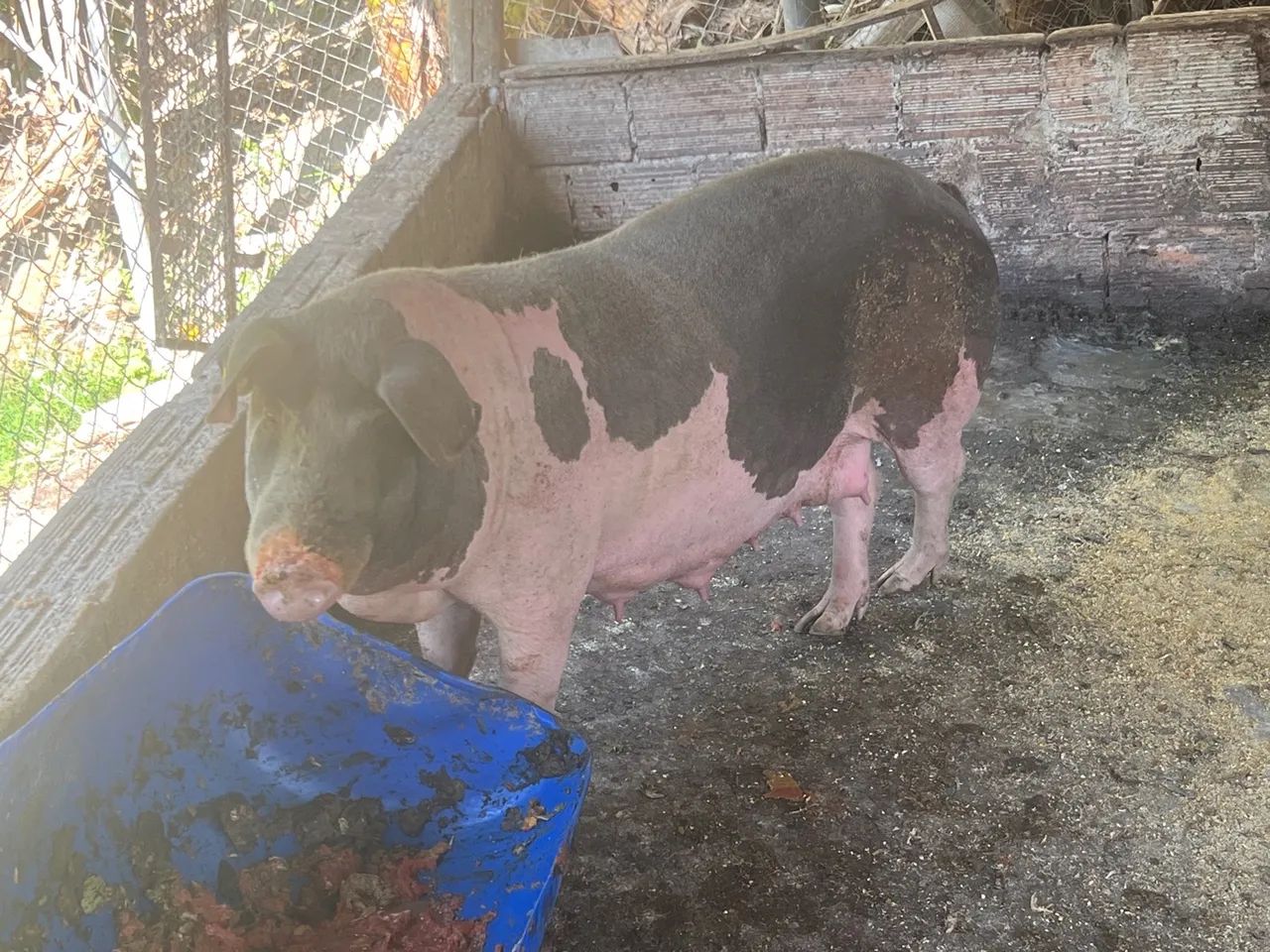 Porco pietrain ,Duroc , piau 100% caipira 12 kG - Foto 2