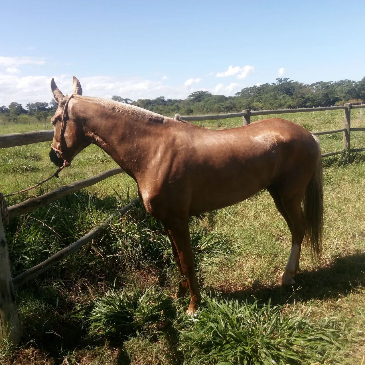 Égua Campolina Marcha Picada. - Foto 4