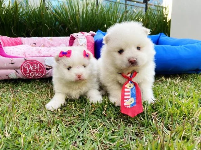 Filhotes de Lulu da Pomerania Anão Top Macho e Fêmea - Foto 4