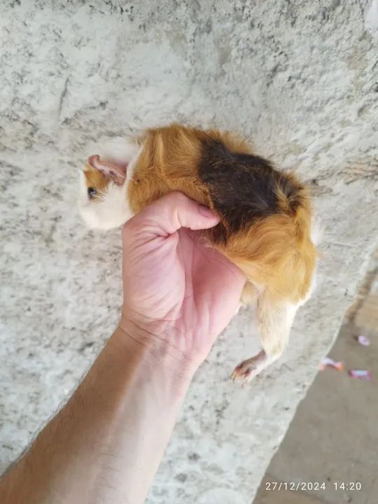 Porquinho da índia fofinho preá 