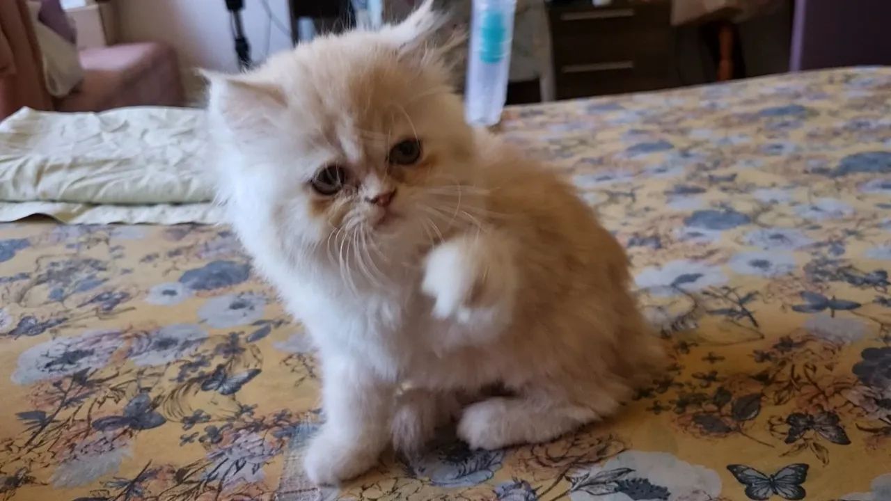 Gato Persa última fêmea em 12x 100 - Foto 2