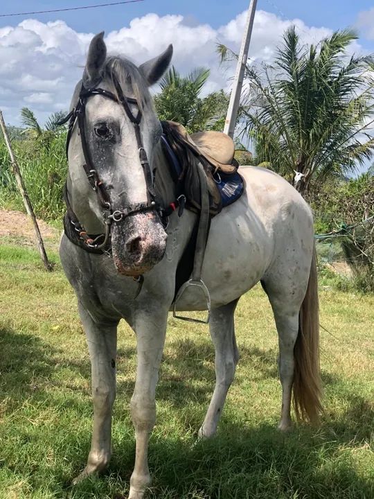 Cavalo para venda