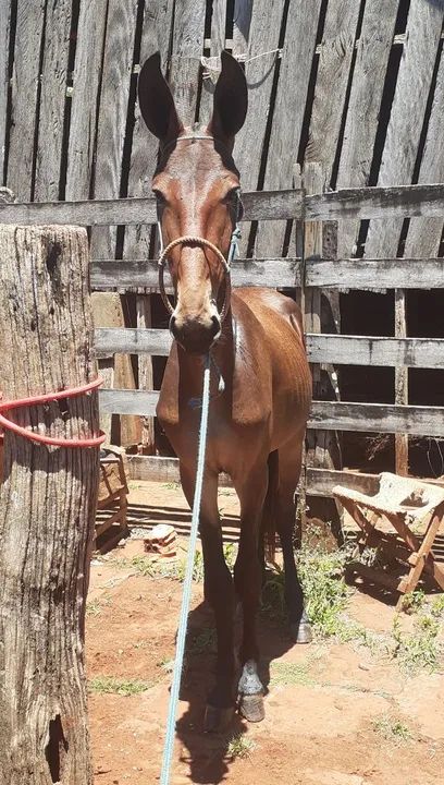 Burrão Chick de Patrão<br>Burro Grande de Patrão - Foto 4