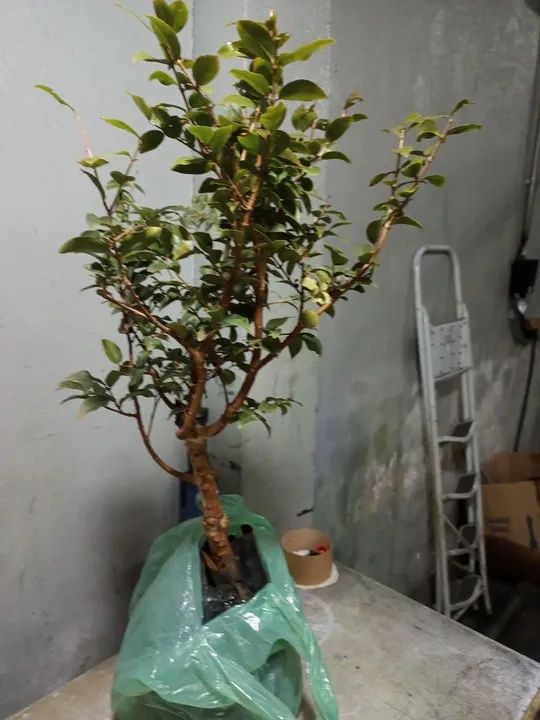 Plantas frutíferas  - Foto 2