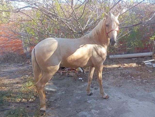 Cavalo manga larga  - Foto 4