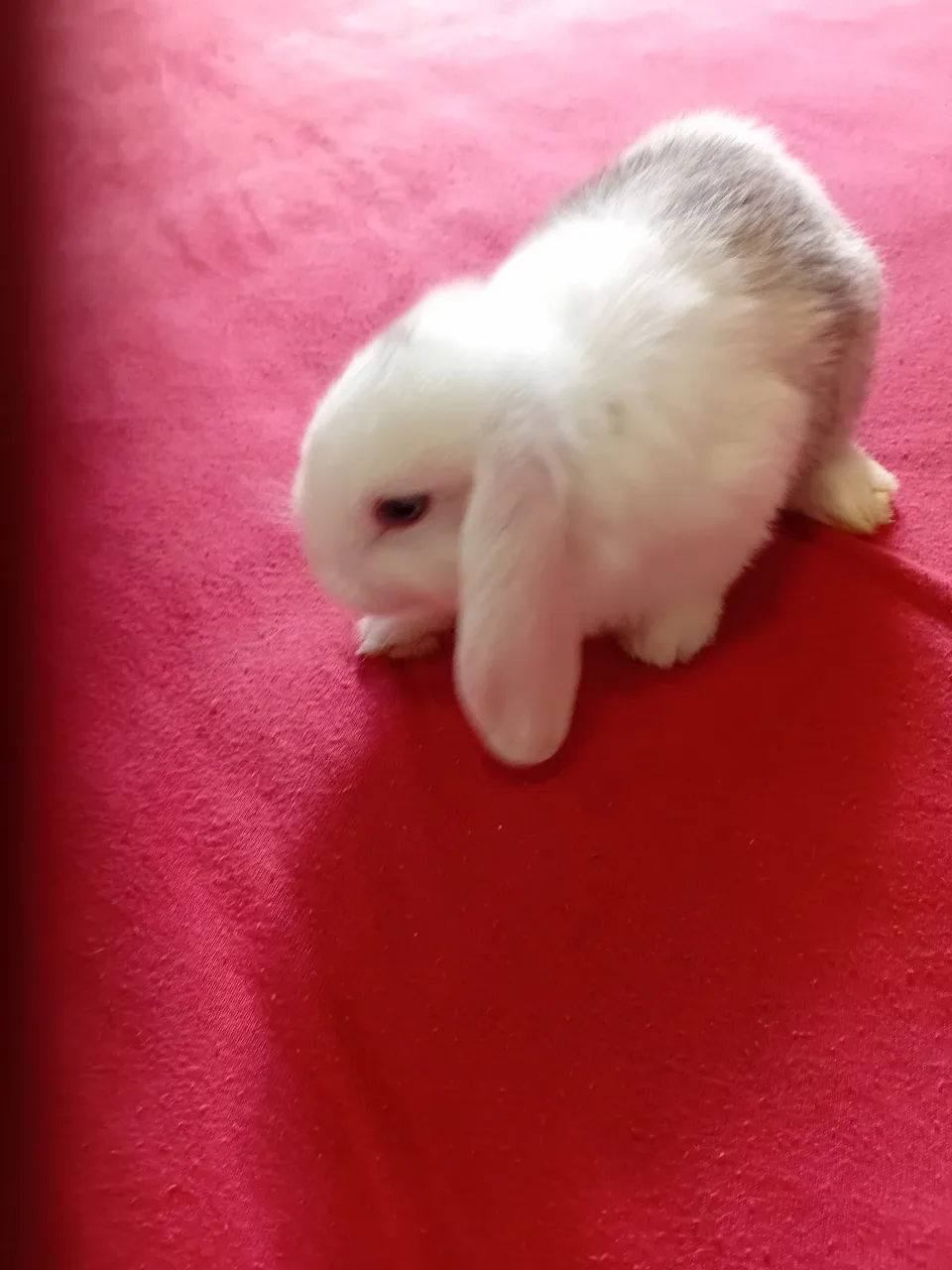 Mini coelho  lop 