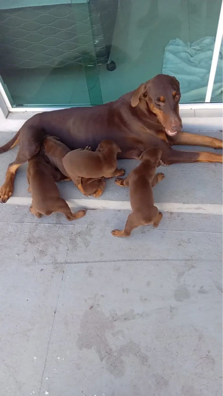 vendo filhote de dobermann marrom PURO