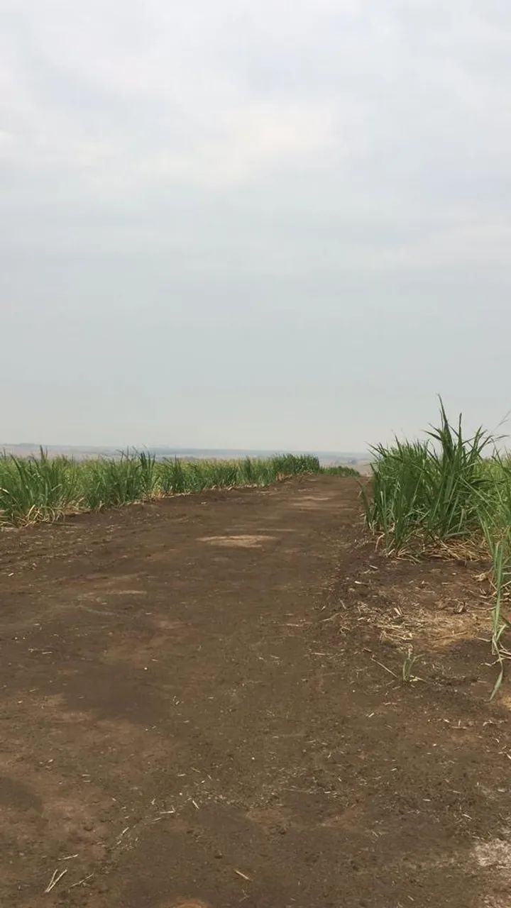 Fazenda alto padrão no triângulo mineiro  - Foto 4