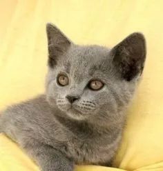lindos filhotes de russian blue - Foto 3