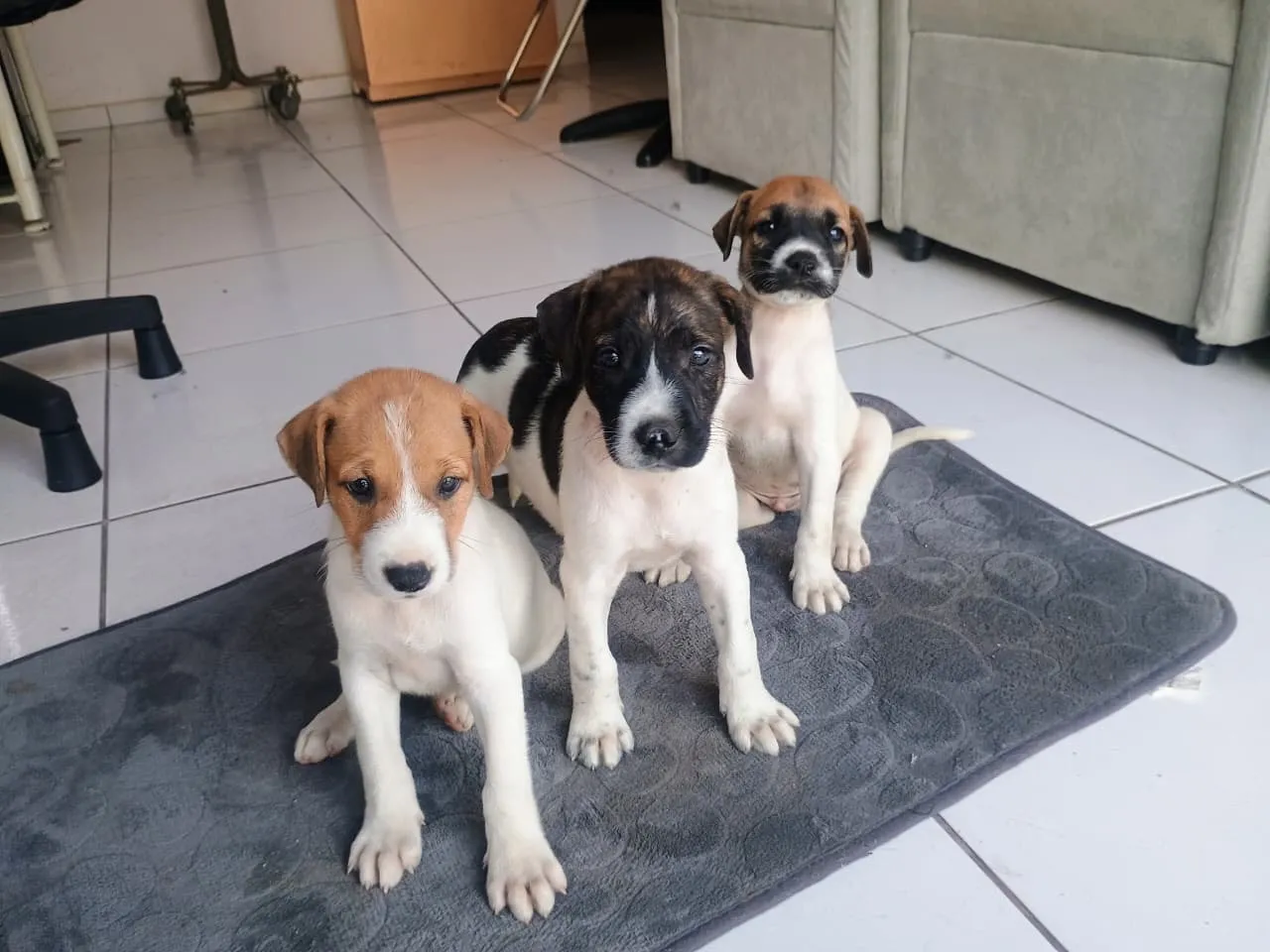 Filhotes de cachorro adoráveis para adoção!