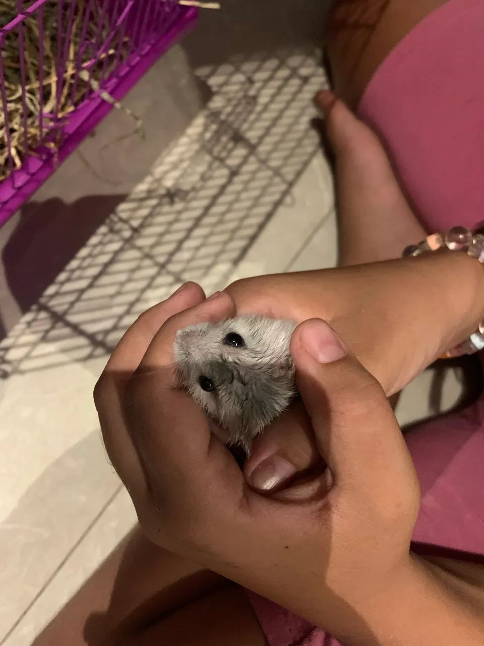 Gaiola com hamster 64750427663490122