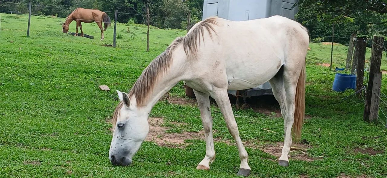 Potros 1/2 sangue quartos de milha trabalho/esporte - Foto 5