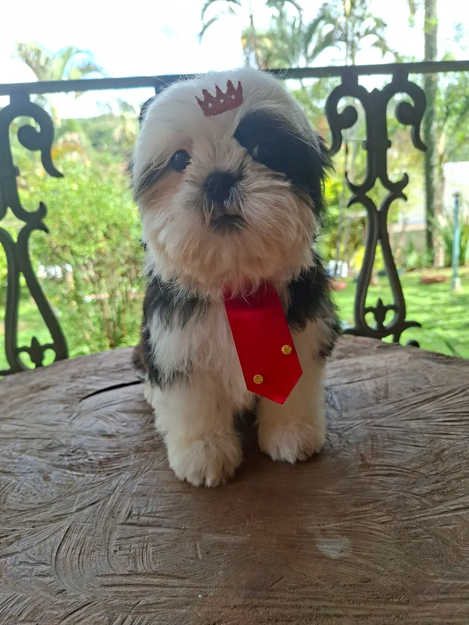 Shih Tzu filhote com charme e elegância