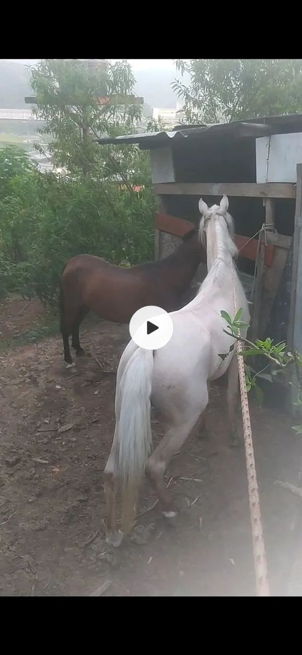 Égua marchadeira prenha  - Foto 4