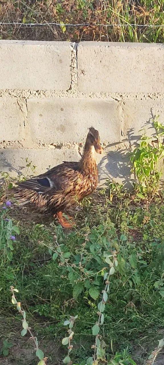 Patinho indiano lindo e saudável