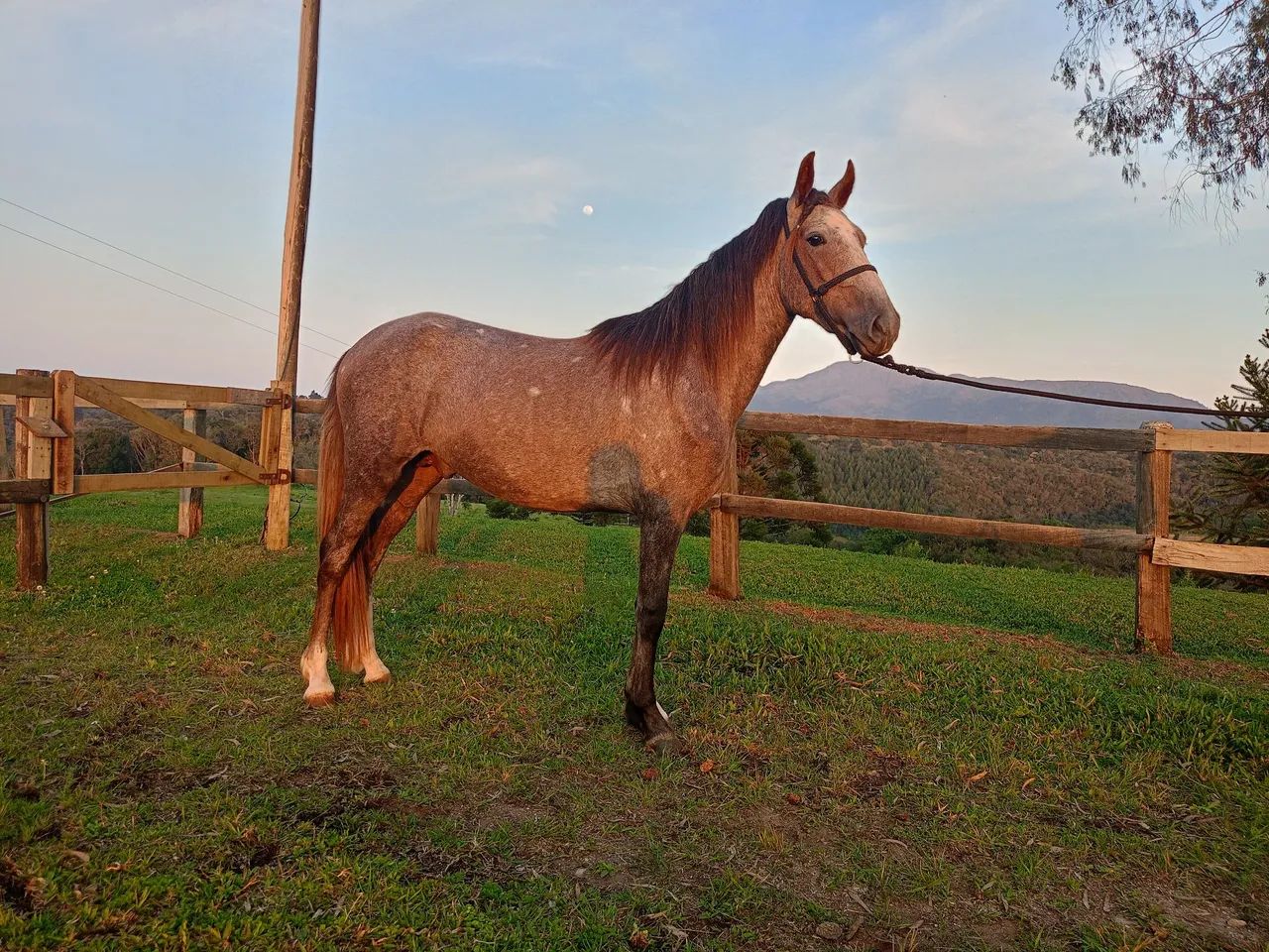 Cavalo Potro Castrado Mangalarga Marchador - Foto 3