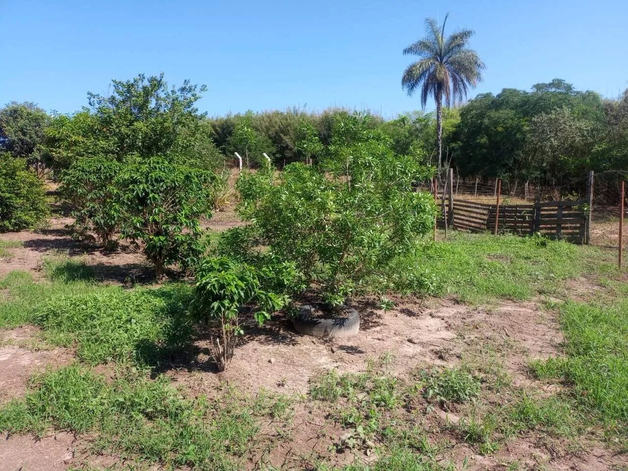 Sítio à venda, 3 quartos, Bairro dos Pires - Limeira/SP - Foto 4