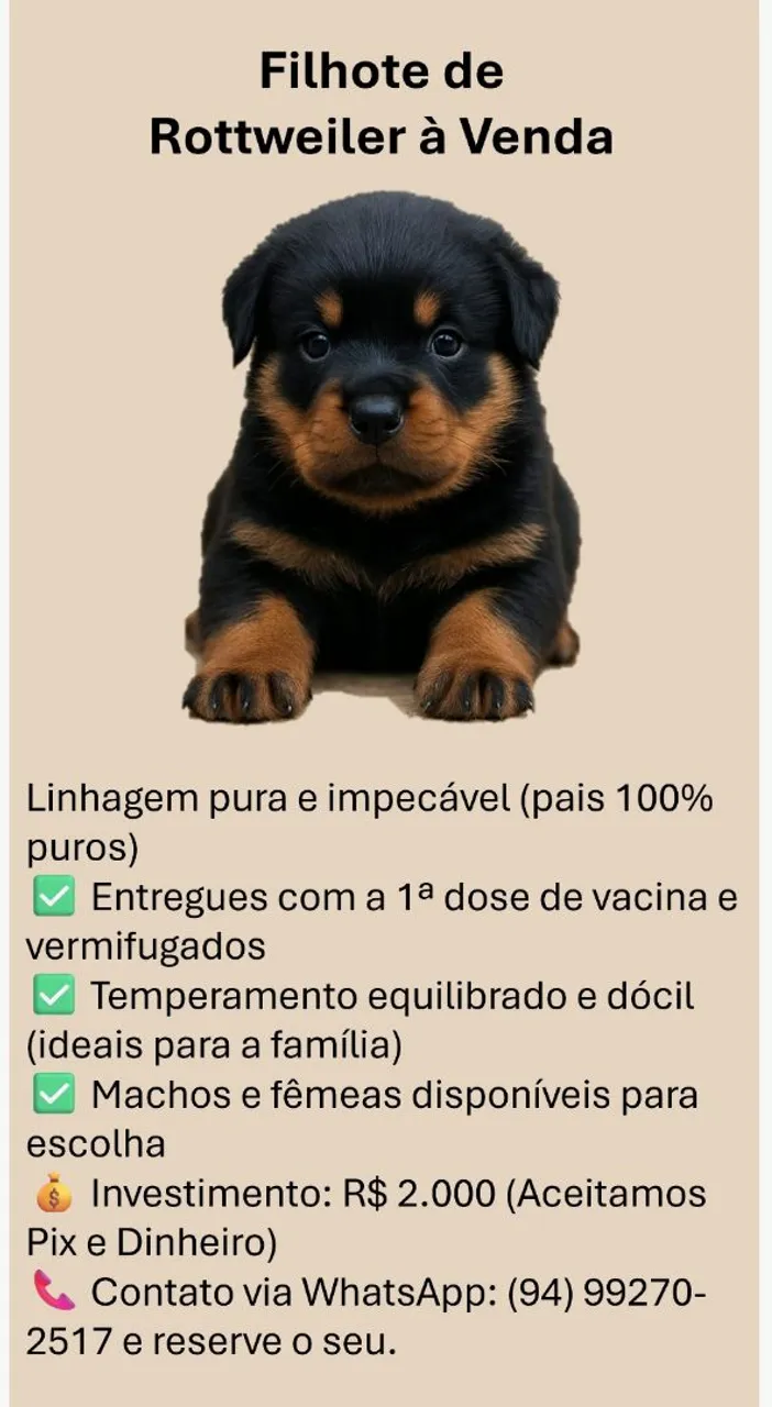 Filhote de Rottweiler à Venda - Linhagem Pura!