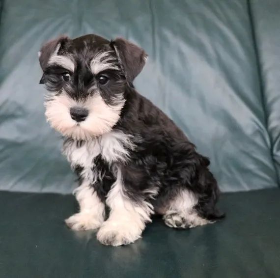 Vende-se Schnauzer