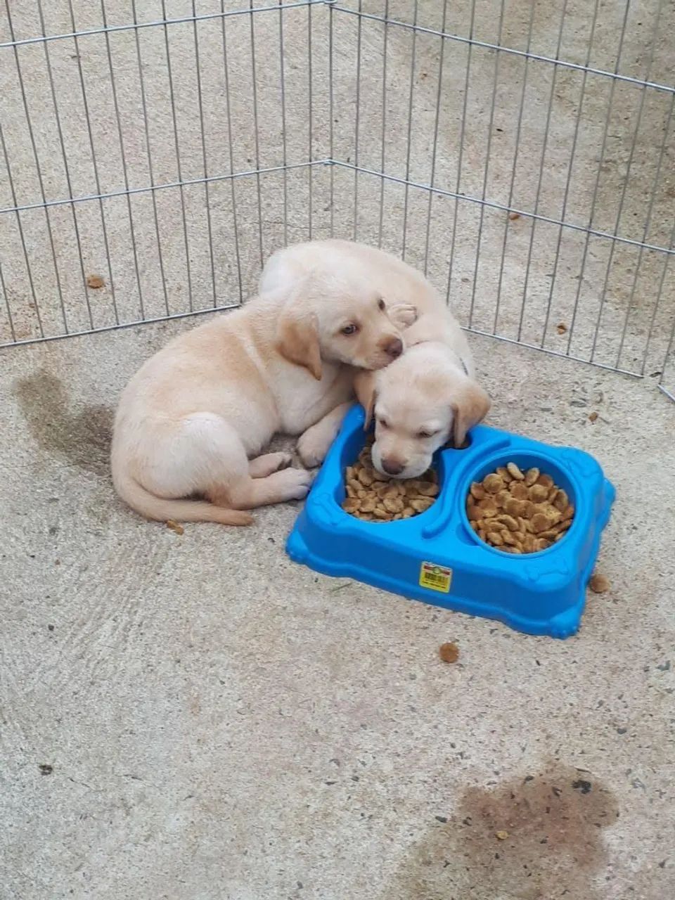 Labrador apaixonantes - Foto 3