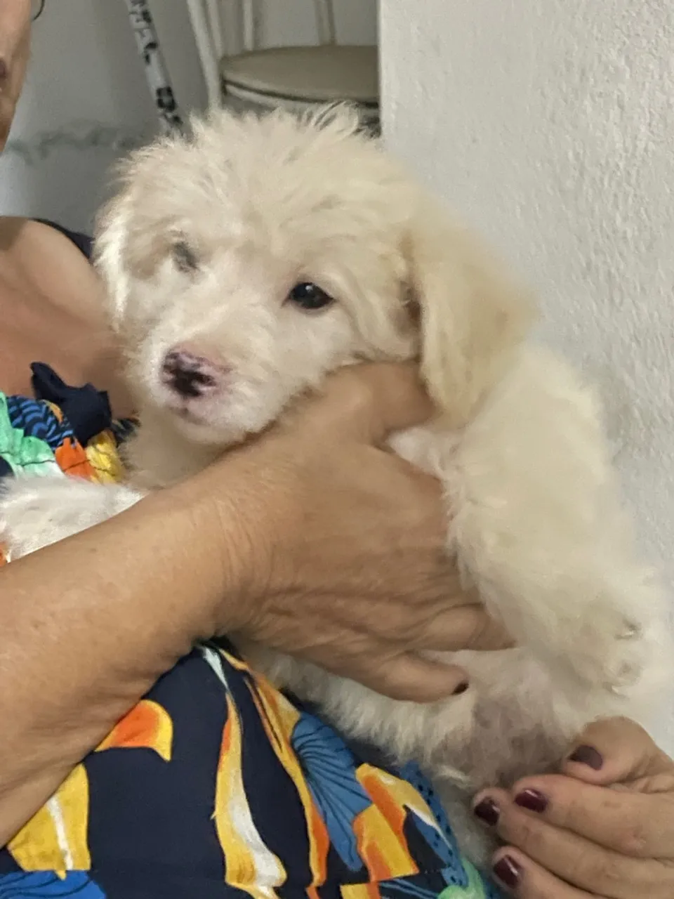Filhote de Poodle ?