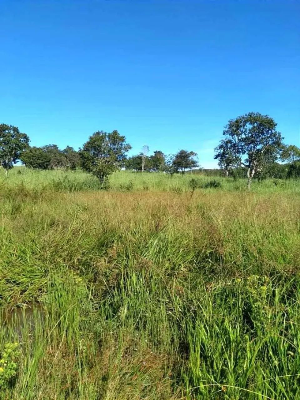 FAZENDA 38 ALQ, COLINAS DO SUL - Foto 4