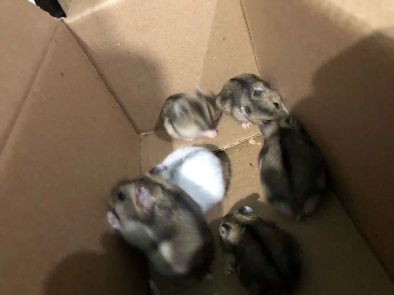 Hamster anão  russo - Foto 2