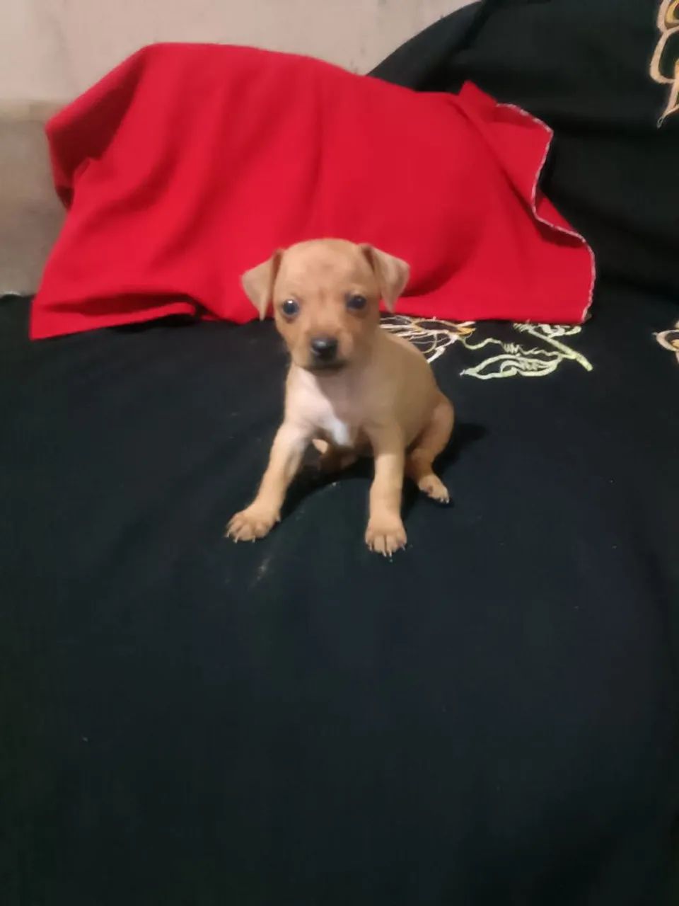 filhotes de Pinscher femea - Foto 4