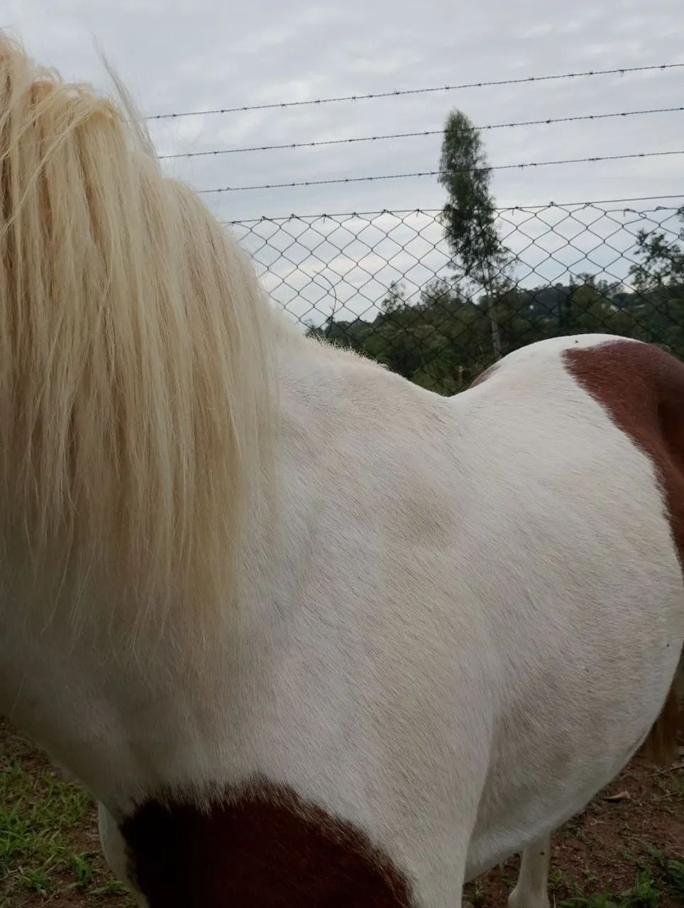 Lindo cavalinho pampa - Foto 6