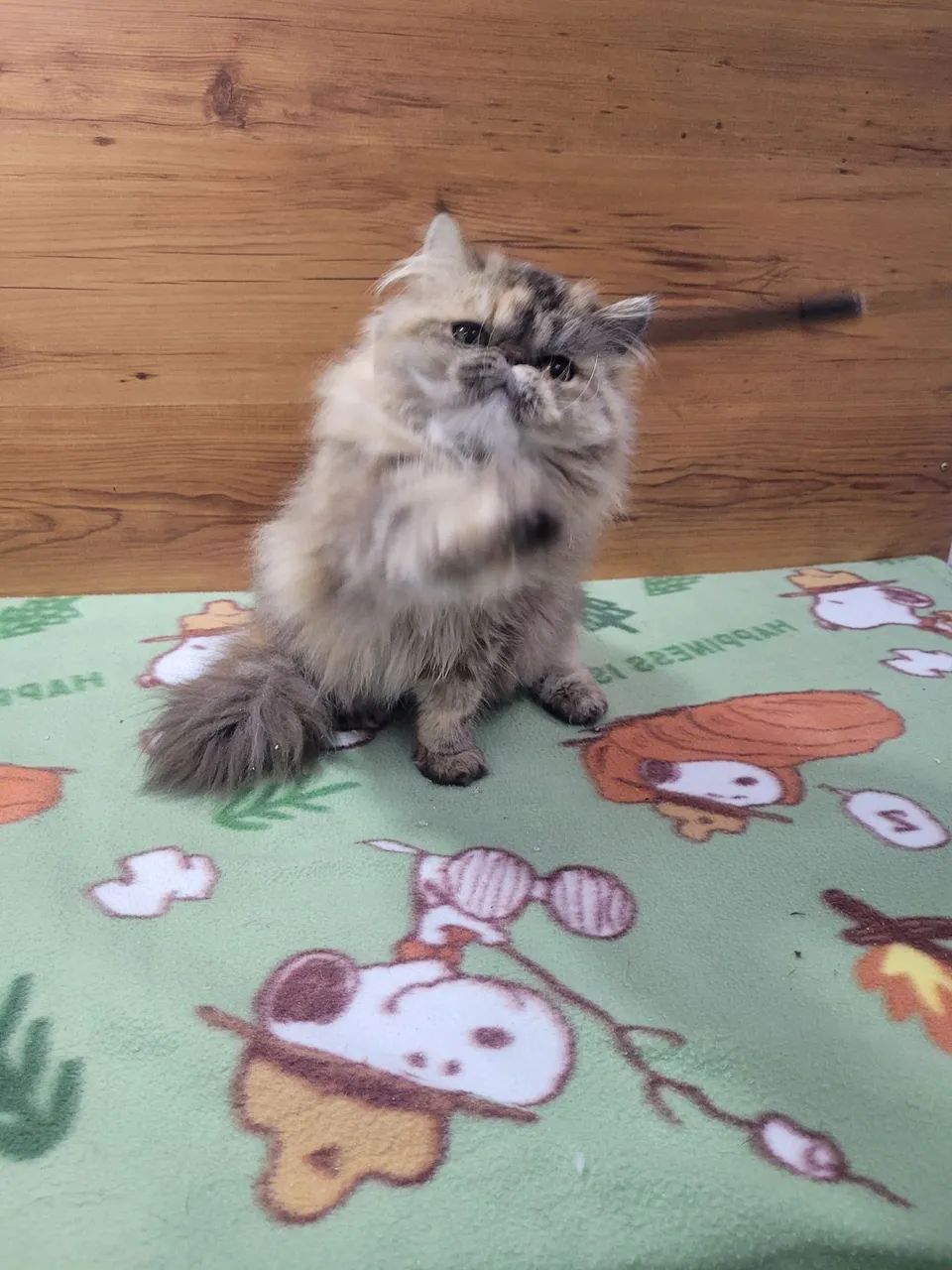 Gatinha persa femea tigrada - Foto 2