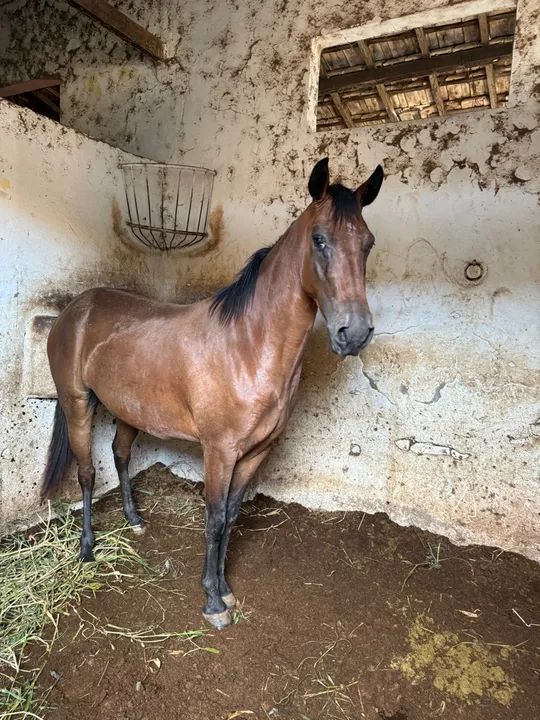 Égua  meio sangue  - Foto 2