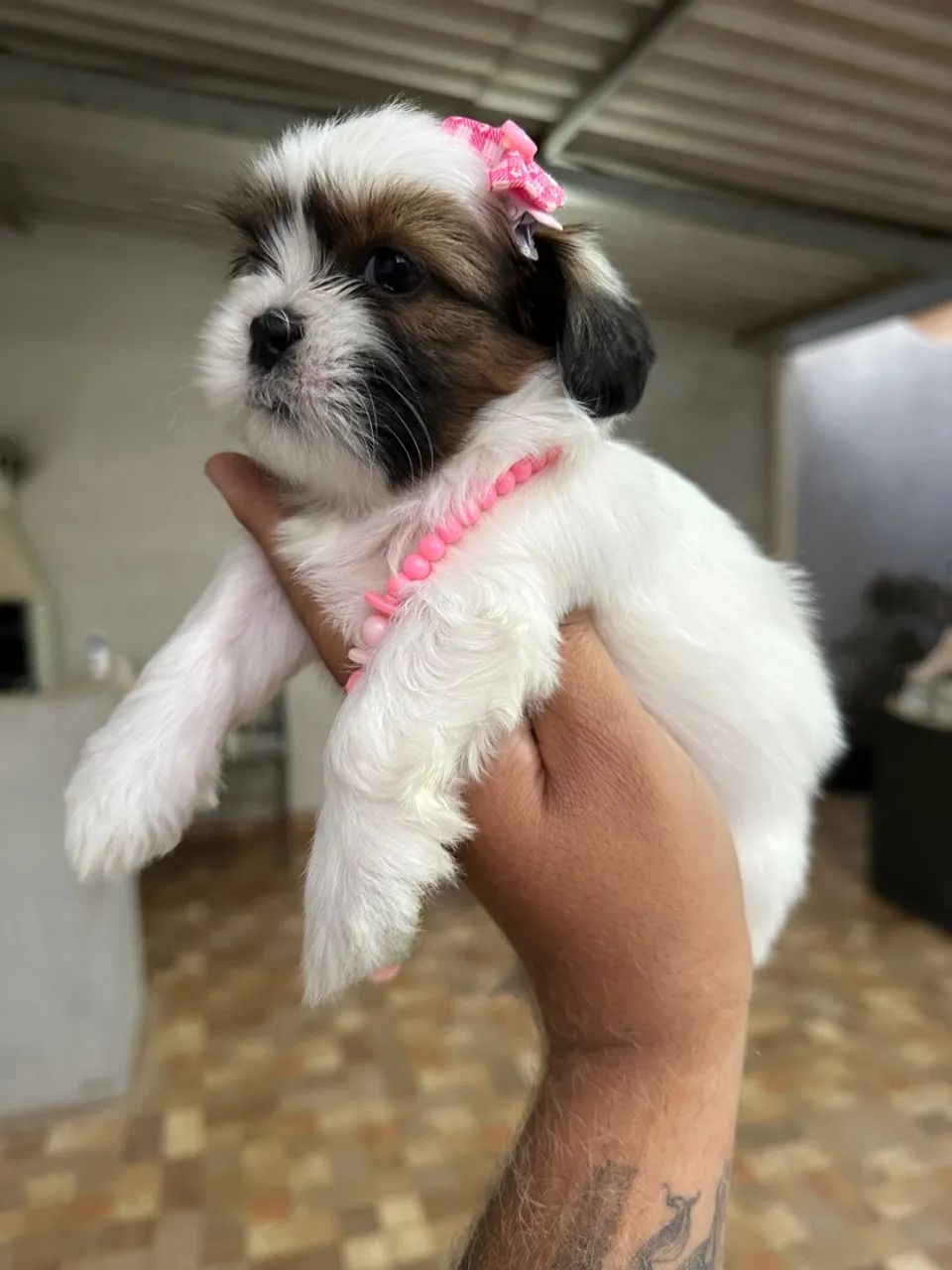 Shih tzu fêmea - linda filhote Tricolor 