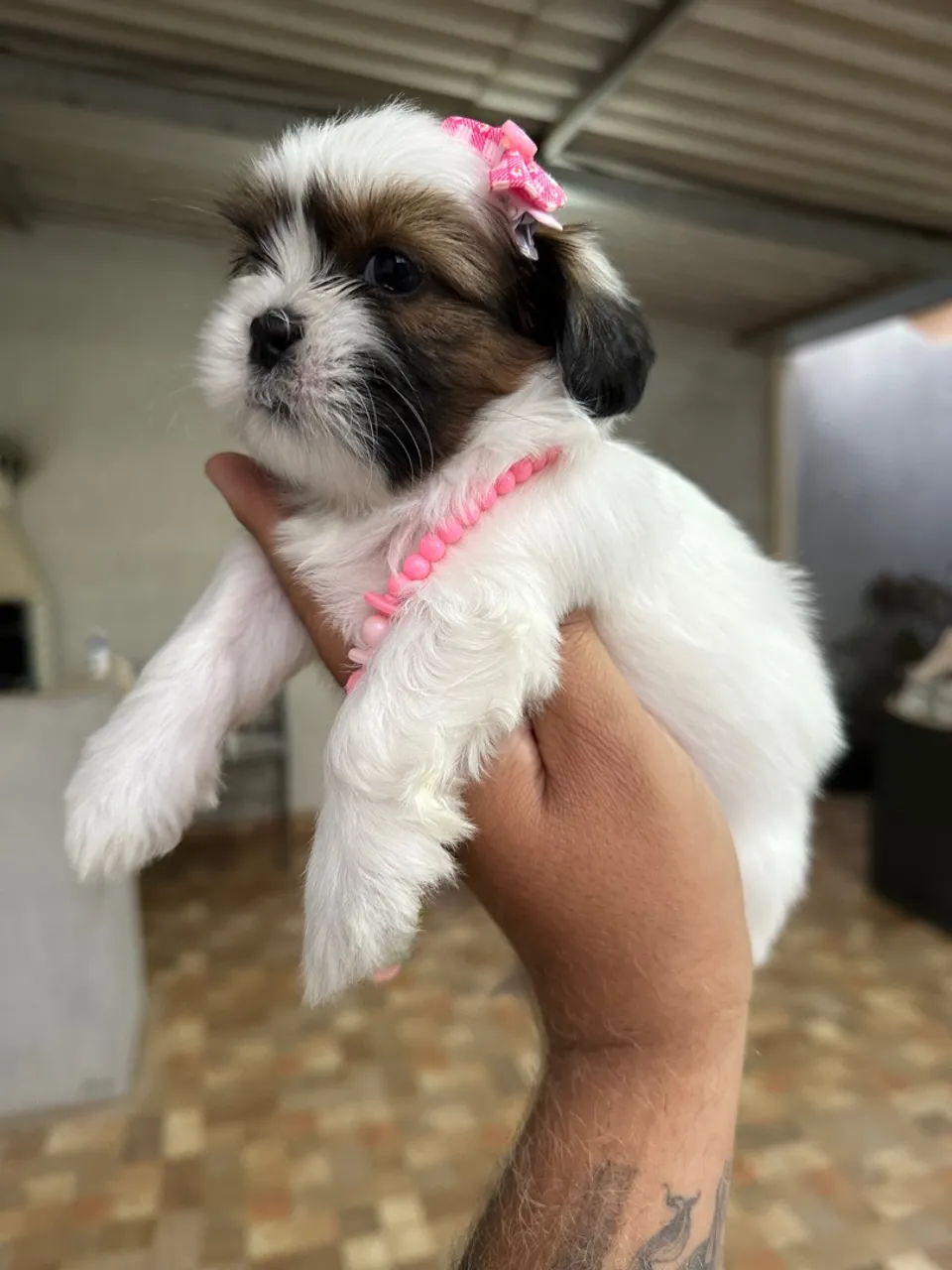 Shih tzu fêmea - linda filhote Tricolor 
