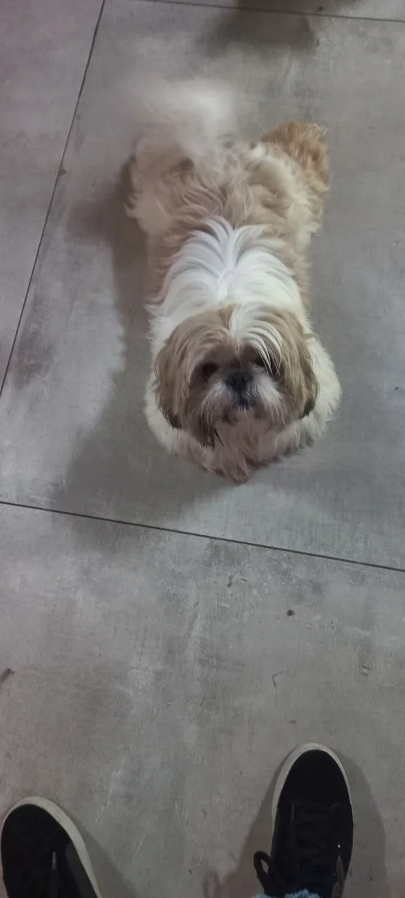 Shih Tzu vende