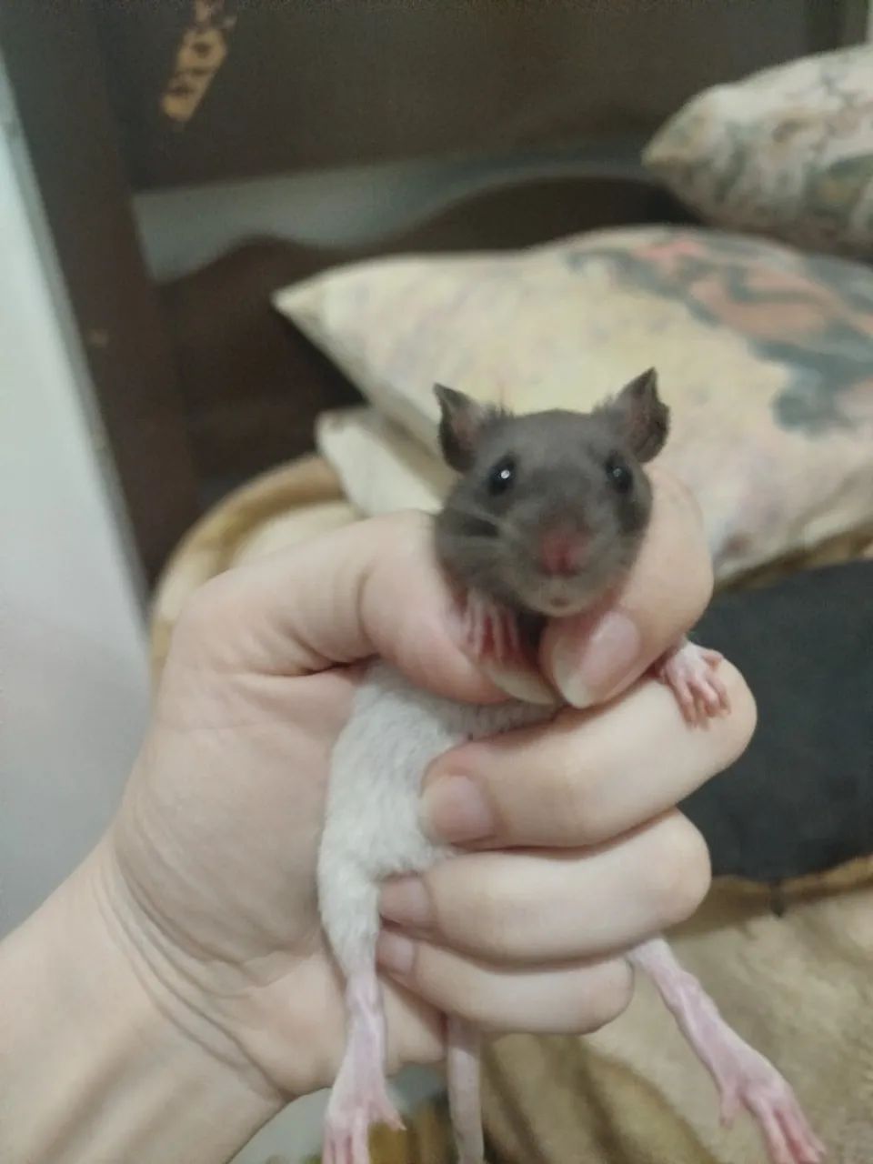 Filhote de rato Twister  - Foto 2