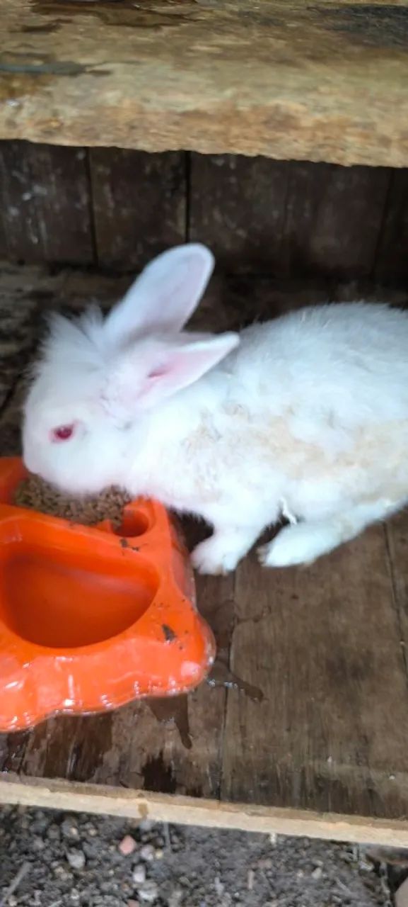 Coelho machos  - Foto 2