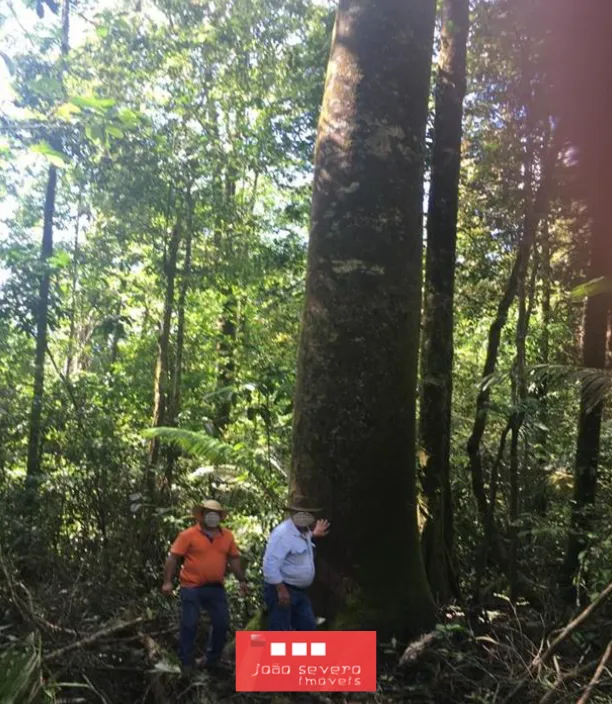 Fazenda para Venda em Calçoene