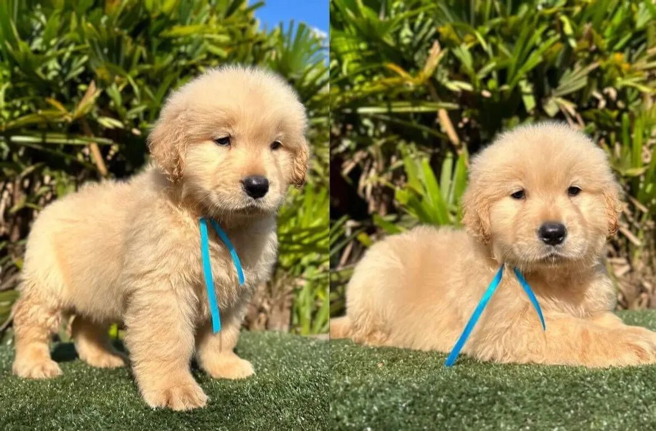  Golden Retriever dócil e companheiro um verdadeiro amor 