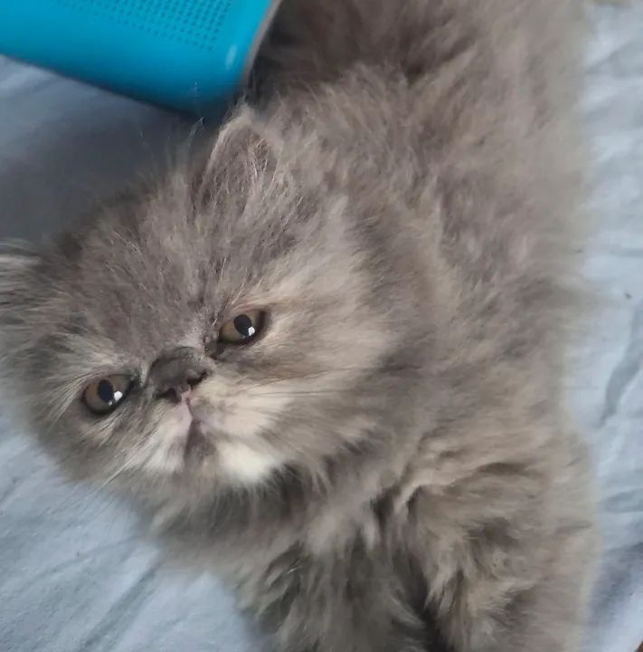 Vende-se gatinhos persas filhotes