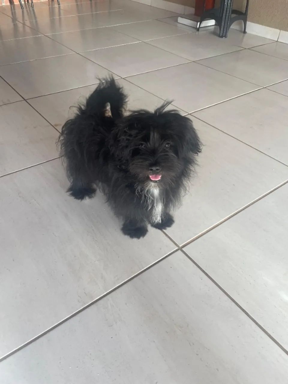 CACHORRO SPITZ ALEMÃO ANÃO - Foto 3