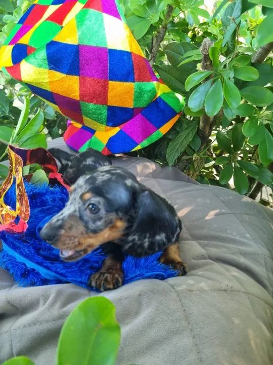 Machinhos, salsicha, dachshund - Foto 4