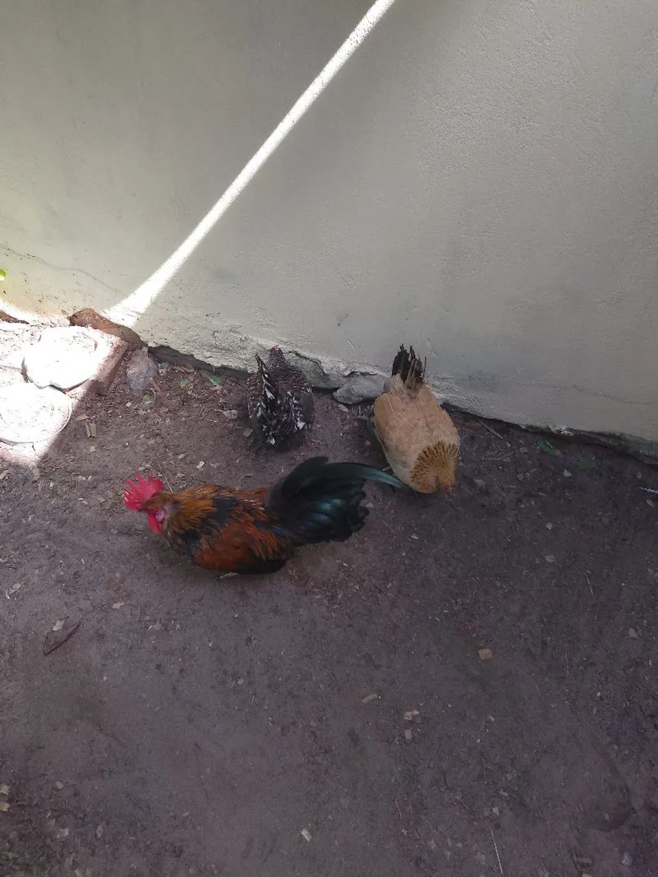 Três galinhas garnizer para venda - Foto 4