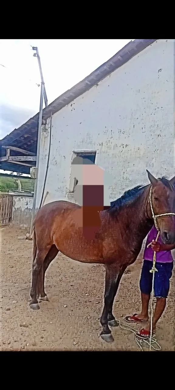 Cavalo