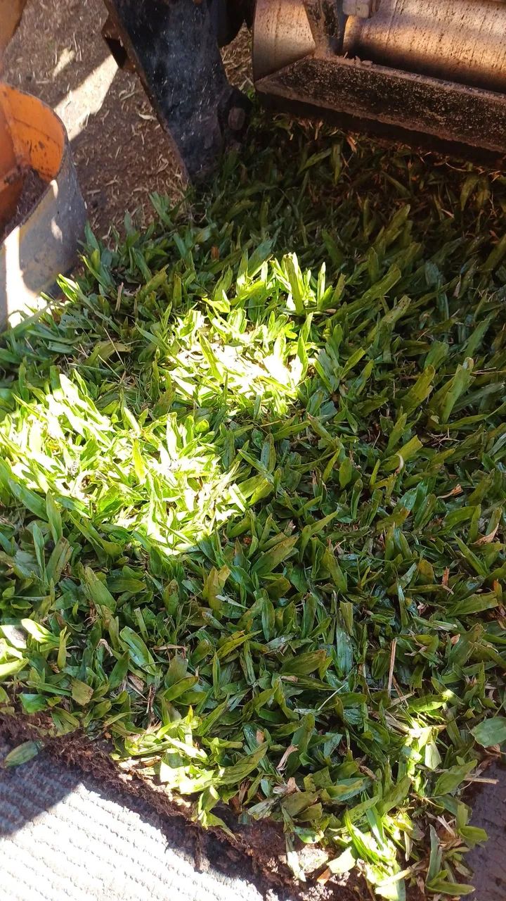 Grama Catarina respin misturada 7,50.    São Carlos  - Foto 5